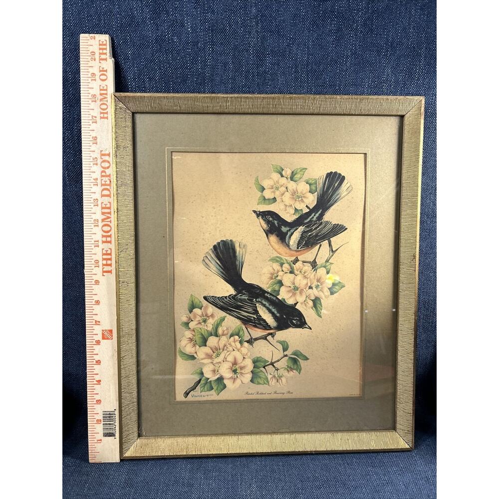Vintage Framed Vincent Bird Lithograph Painted Redstart And Flowering Plum